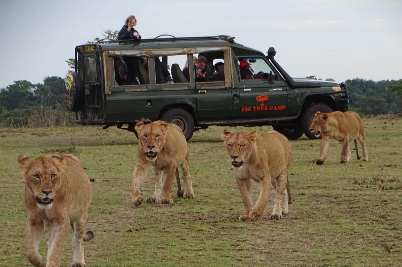 Fig Tree Camp - Maasai Mara 호텔 Talek 외부 사진